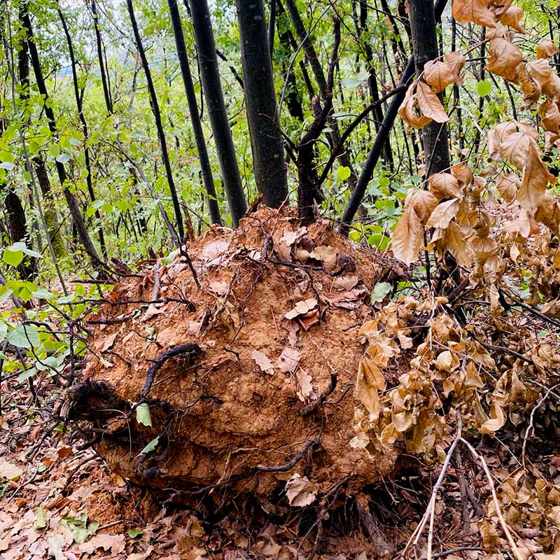 Aktivacija svih pet čula u prirodi Vrdnik vikend za dvoje u prirodi