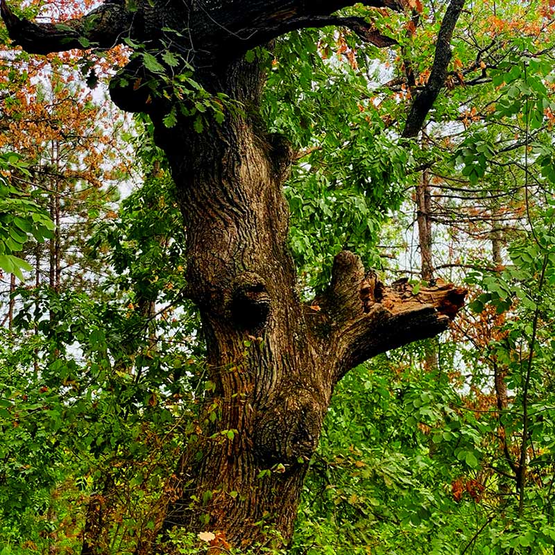 Aktivacija imuniteta i fitoncidi Vrdnik vikend za dvoje u prirodi