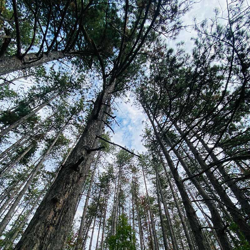Nevidljivi šumski antidepresiv Vrdnik vikend za dvoje u prirodi