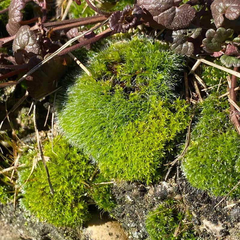 Dugoročni zdravstveni efekti boravka u prirodi FVrdnik vikend za dvoje u prirodi