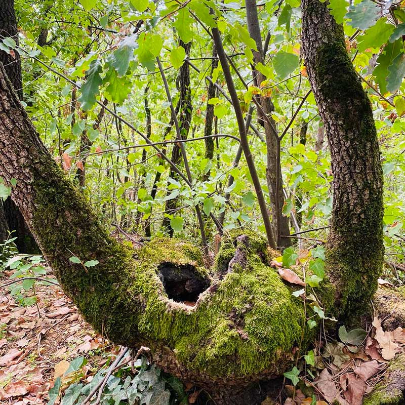 Hormonski anti-aging efekat Vrdnik vikend za dvoje u prirodi