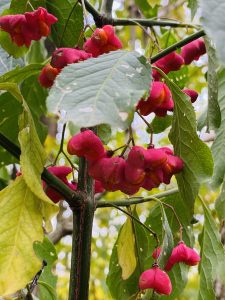 Euonymus latifolius Mill
