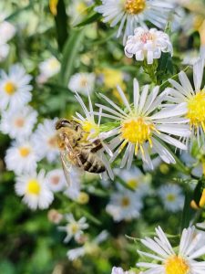 Jesenja zvezdica (Symphyotrichum lanceolatum)